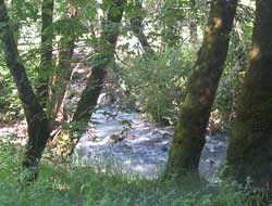 426-Wooded-Stream-426